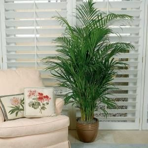 www.spiritselfhealth.com-healthy indoor plants