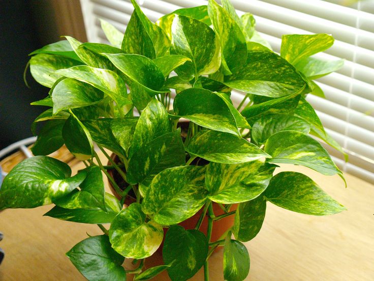 www.spiritself health.com-healthy indoor plants