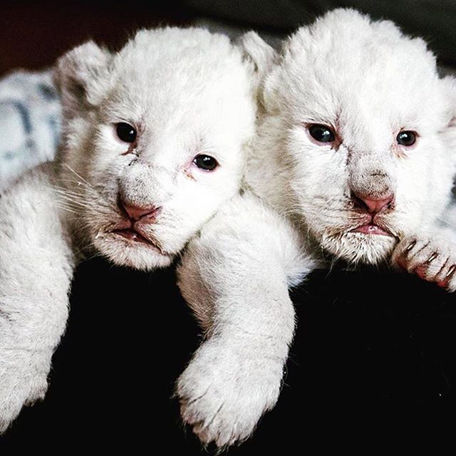 www.spiritselfhealth.com-white lion cubs