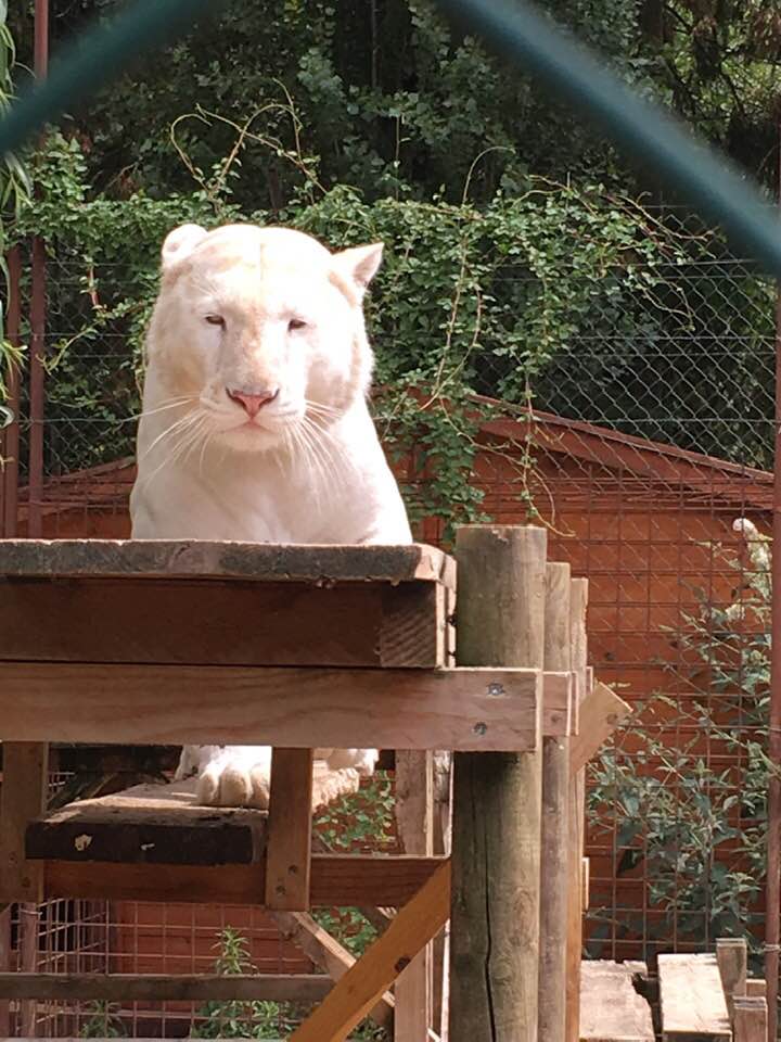 www.spiritselfhealth.com-white lion cubs