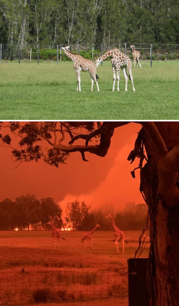 www.spiritselfhealth.com-australian bushfires