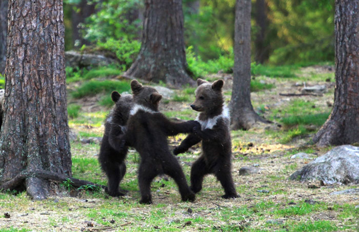 www.spiritselfhealth.com-dancing bear-cubs