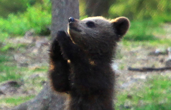 https://static.boredpanda.com/blog/wp-content/uploads/2020/02/dancing-baby-bears-cubs-photography-valtteri-mulkahainen-1-4-5e46a1fb48398__700.jpg