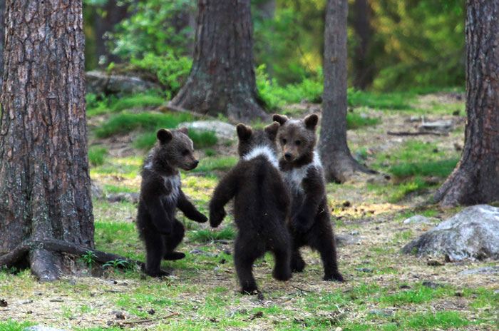 www.spiritselfhealth.com-dancing bear-cubs
