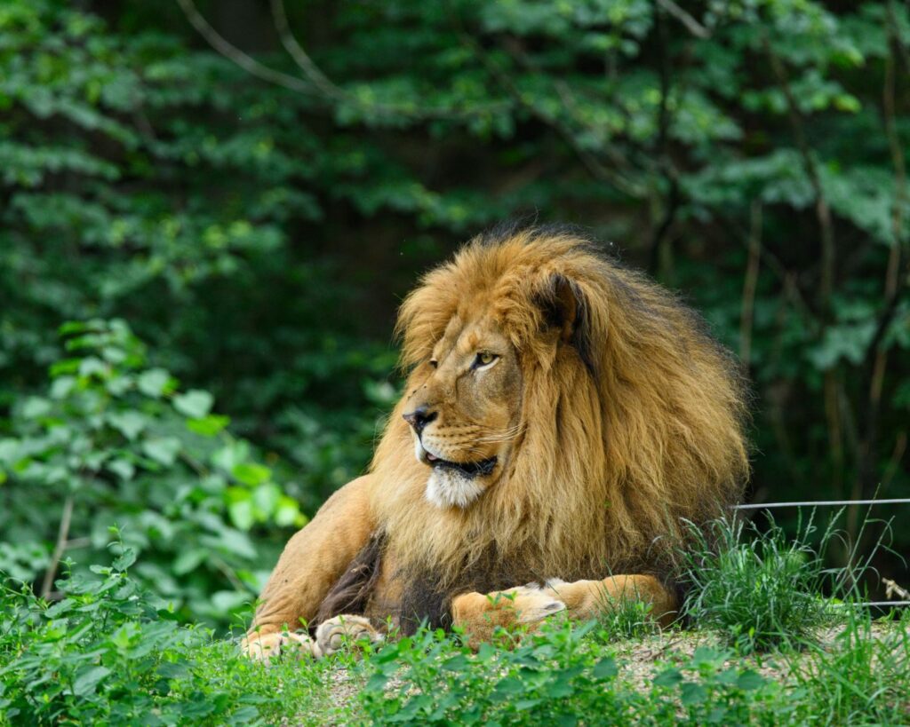 A serene lion rests amid lush greenery, showcasing its regal mane and natural habitat.
