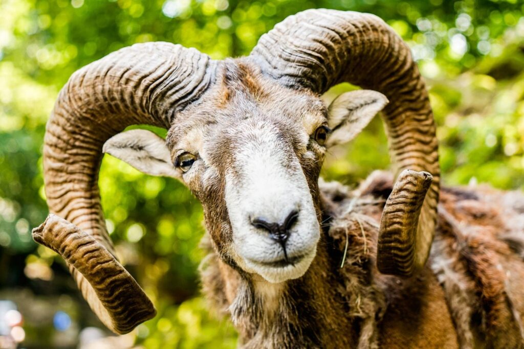 Close-up portrait of a bighorn sheep in Goldau Wildpark, capturing its impressive curved horns.