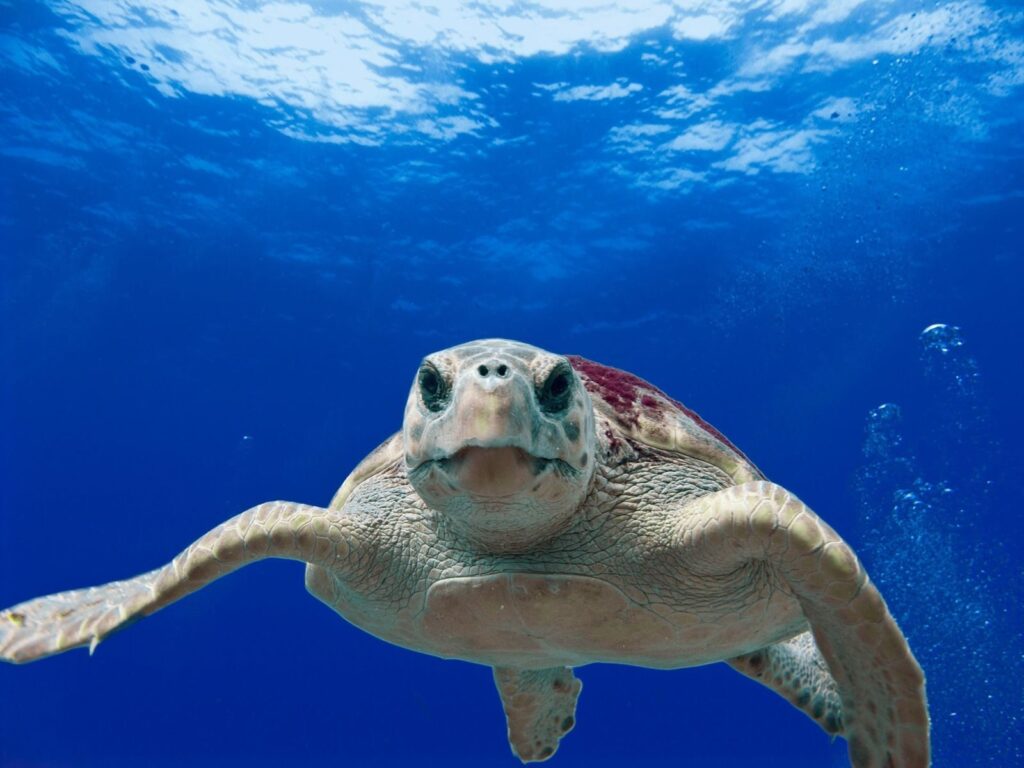 Captivating close-up of a sea turtle gracefully swimming in the clear blue ocean.
