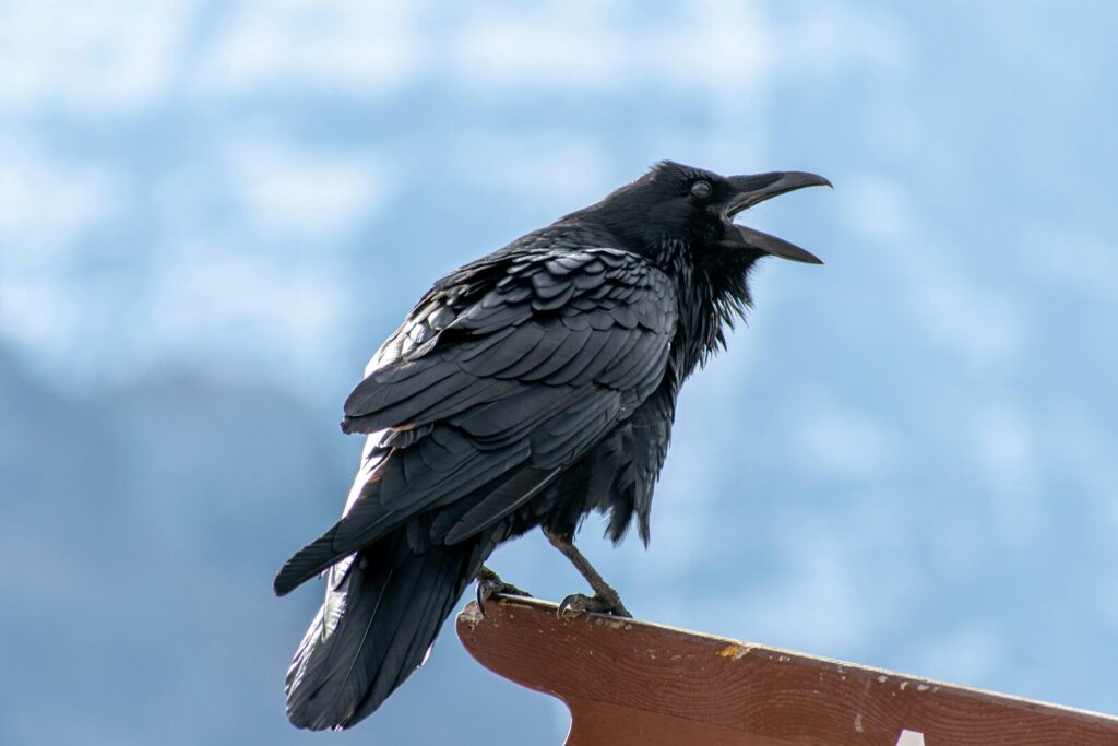 a black bird sitting on top of a wooden post