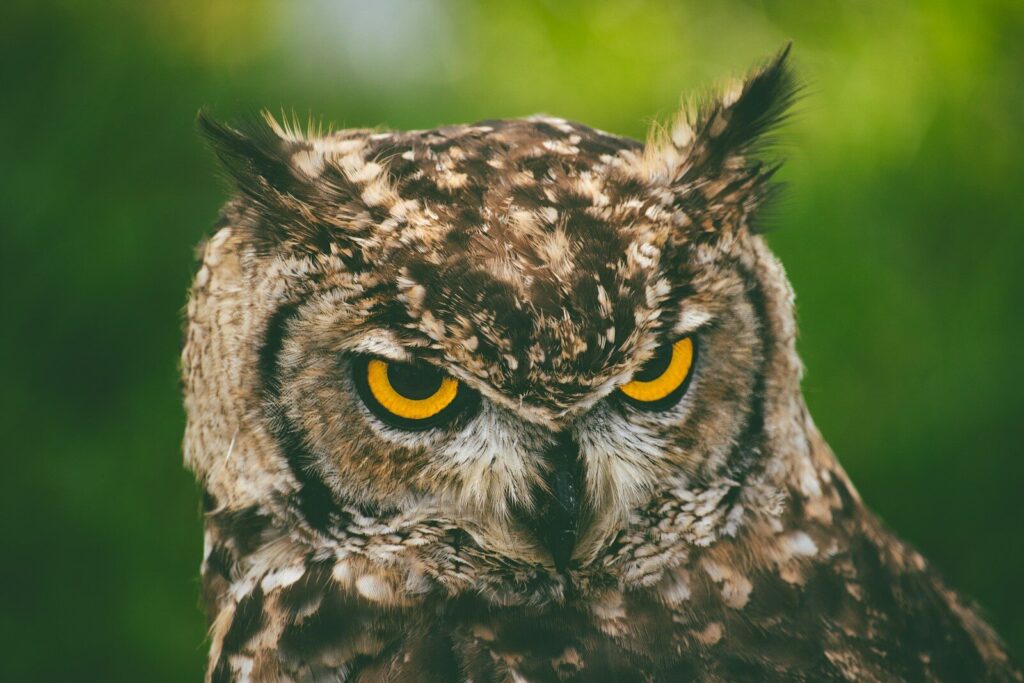 A close up of an owl with yellow eyes