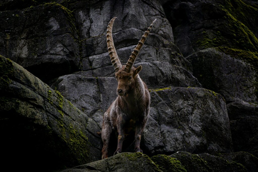 a mountain goat standing on top of a rocky hillside