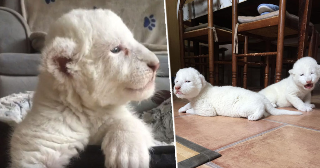 www.spiritselfhealth.com-white lion cubs